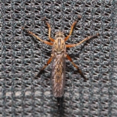 Cerdistus sp. (genus) at Acton, ACT - 2 Dec 2019