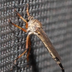 Cerdistus sp. (genus) at Acton, ACT - 2 Dec 2019 11:59 AM