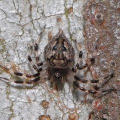 Euryopis sp. (genus) (An ant eating spider) at ANBG - 2 Dec 2019 by TimL