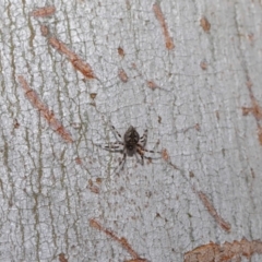 Euryopis sp. (genus) at Acton, ACT - 2 Dec 2019