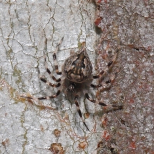 Euryopis sp. (genus) at Acton, ACT - 2 Dec 2019