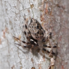 Euryopis sp. (genus) at Acton, ACT - 2 Dec 2019 11:41 AM