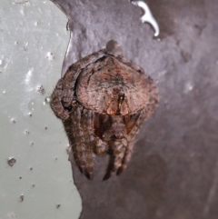 Dolophones conifera (Wrap-around spider) at ANBG - 2 Dec 2019 by TimL