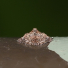 Dolophones conifera at Acton, ACT - 2 Dec 2019 12:12 PM