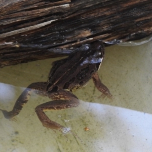 Limnodynastes peronii at Burradoo, NSW - 7 Jan 2020