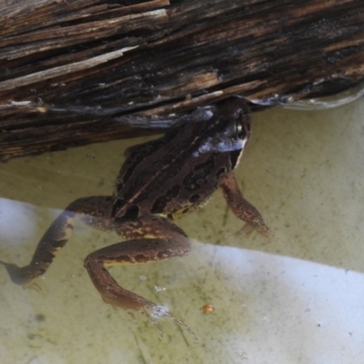 Limnodynastes peronii (Brown-striped Frog) at Burradoo - 7 Jan 2020 by GlossyGal