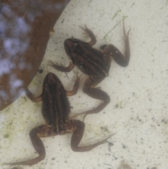 Limnodynastes peronii at Burradoo, NSW - 7 Jan 2020