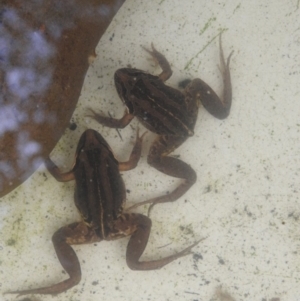 Limnodynastes peronii at Burradoo, NSW - 7 Jan 2020