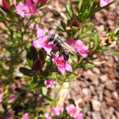 Sphecinae sp. (subfamily) (Unidentified Sand or Digger wasp) at Burradoo - 10 Jan 2020 by GlossyGal