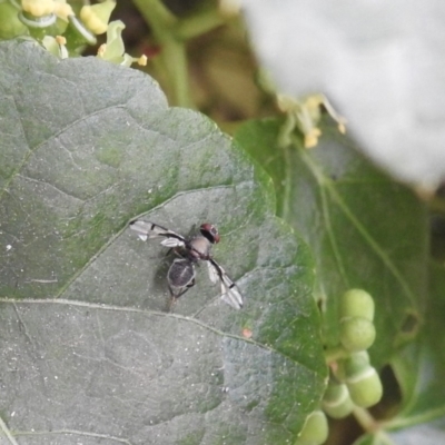 Pogonortalis doclea (Boatman fly) at Burradoo - 7 Jan 2020 by GlossyGal