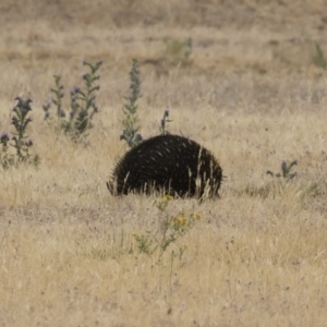 Tachyglossus aculeatus at Jindabyne, NSW - 29 Dec 2019 09:20 AM