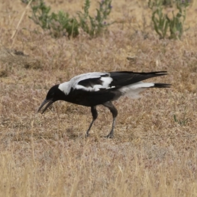 Gymnorhina tibicen (Australian Magpie) at Jindabyne, NSW - 29 Dec 2019 by Illilanga