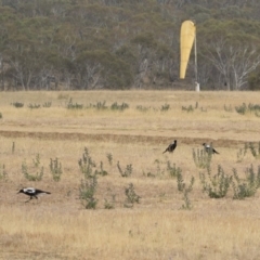 Gymnorhina tibicen at Jindabyne, NSW - 29 Dec 2019