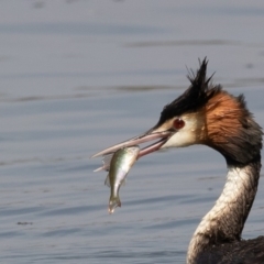 Podiceps cristatus (Great Crested Grebe) at Parkes, ACT - 9 Jan 2020 by rawshorty