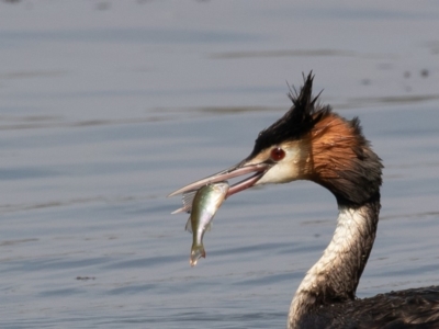 Podiceps cristatus (Great Crested Grebe) at Parkes, ACT - 10 Jan 2020 by rawshorty