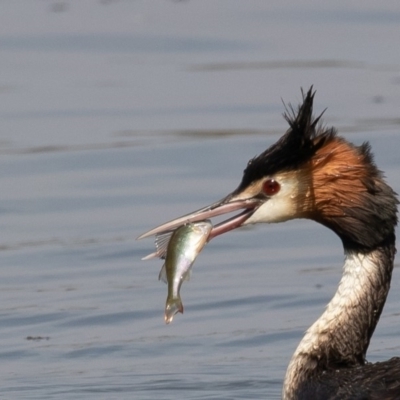 Podiceps cristatus (Great Crested Grebe) at Parkes, ACT - 9 Jan 2020 by rawshorty