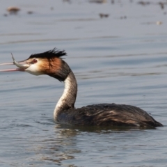 Podiceps cristatus at Parkes, ACT - 10 Jan 2020