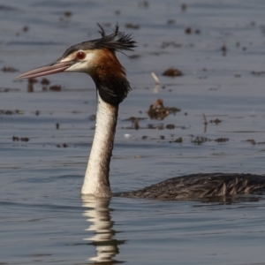 Podiceps cristatus at Parkes, ACT - 10 Jan 2020