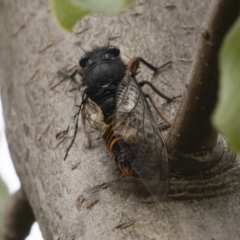 Yoyetta subalpina (Subalpine Firetail Cicada) at Jindabyne, NSW - 28 Dec 2019 by Illilanga