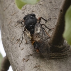 Yoyetta subalpina (Subalpine Firetail Cicada) at Jindabyne, NSW - 29 Dec 2019 by Illilanga