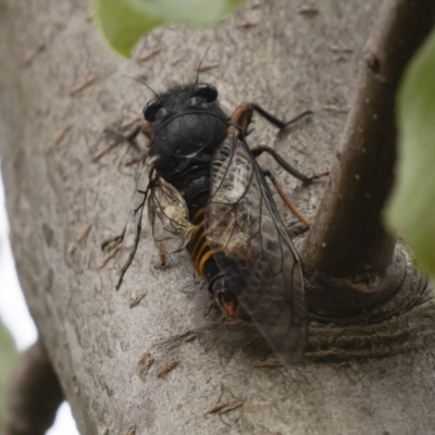 Yoyetta subalpina (Subalpine Firetail Cicada) at Jindabyne, NSW - 29 Dec 2019 by Illilanga