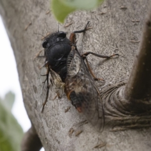 Yoyetta subalpina at Jindabyne, NSW - 29 Dec 2019 07:43 AM