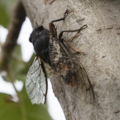 Yoyetta subalpina at Jindabyne, NSW - 29 Dec 2019 07:43 AM