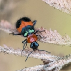 Dicranolaius cinctus (Notched-leg Red & Blue Flower Beetle) at Dunlop, ACT - 9 Jan 2020 by AlisonMilton