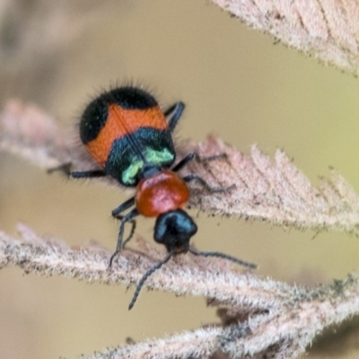 Dicranolaius cinctus (Notched-leg Red & Blue Flower Beetle) at Dunlop, ACT - 9 Jan 2020 by AlisonMilton