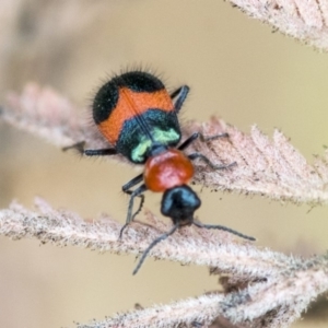 Dicranolaius bellulus at Dunlop, ACT - 9 Jan 2020