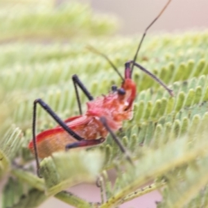 Gminatus australis at Dunlop, ACT - 9 Jan 2020