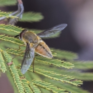 Trichophthalma punctata at Dunlop, ACT - 9 Jan 2020