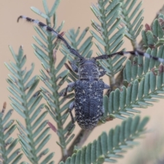 Ancita sp. (genus) (Longicorn or longhorn beetle) at Dunlop, ACT - 8 Jan 2020 by AlisonMilton