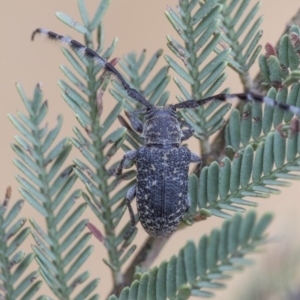 Ancita sp. (genus) at Dunlop, ACT - 9 Jan 2020