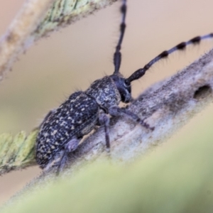 Ancita sp. (genus) at Dunlop, ACT - 9 Jan 2020