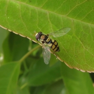 Simosyrphus grandicornis at Narrabundah, ACT - 30 Oct 2019