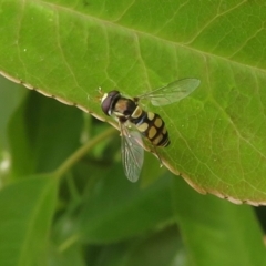 Simosyrphus grandicornis (Common hover fly) at Narrabundah, ACT - 29 Oct 2019 by RobParnell