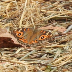 Junonia villida at Monash, ACT - 9 Jan 2020