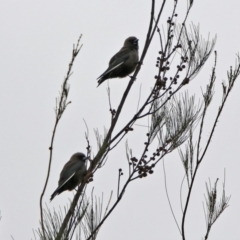 Artamus cyanopterus cyanopterus (Dusky Woodswallow) at Tuggeranong Creek to Monash Grassland - 9 Jan 2020 by RodDeb