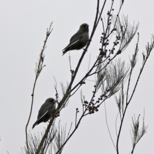 Artamus cyanopterus at Monash, ACT - 9 Jan 2020