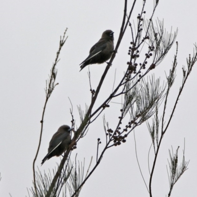 Artamus cyanopterus (Dusky Woodswallow) at Monash, ACT - 9 Jan 2020 by RodDeb