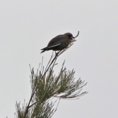 Artamus cyanopterus at Monash, ACT - 9 Jan 2020