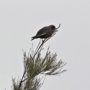 Artamus cyanopterus at Monash, ACT - 9 Jan 2020