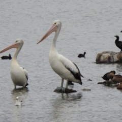 Pelecanus conspicillatus (Australian Pelican) at Isobella Pond - 8 Jan 2020 by RodDeb