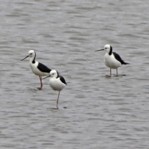 Himantopus leucocephalus at Monash, ACT - 9 Jan 2020