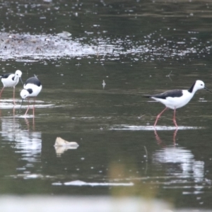 Himantopus leucocephalus at Monash, ACT - 9 Jan 2020