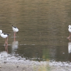 Himantopus leucocephalus at Monash, ACT - 9 Jan 2020