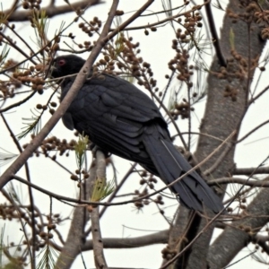 Eudynamys orientalis at Monash, ACT - 9 Jan 2020 10:19 AM