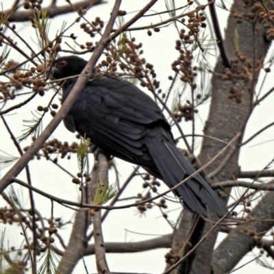 Eudynamys orientalis (Pacific Koel) at Tuggeranong Creek to Monash Grassland - 8 Jan 2020 by RodDeb