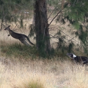 Macropus giganteus at Isabella Plains, ACT - 9 Jan 2020